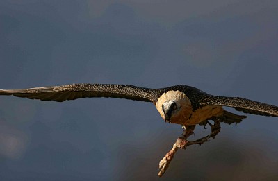 Le gypaète barbu dans les Pyrenées /  photo © Eric Delgado