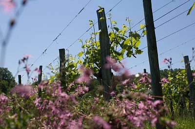 Les vignes Du Domaine de Cabarrouy - AOC Jurançon