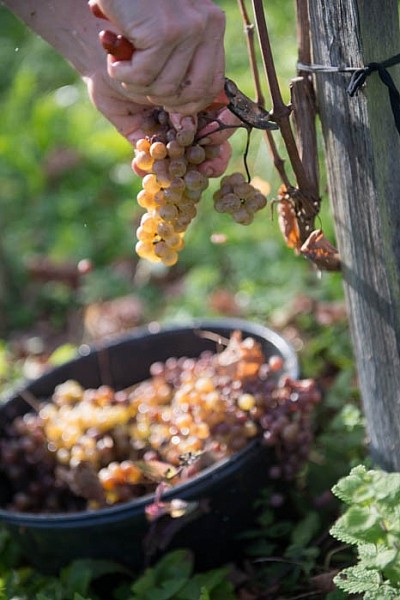 Vendanges au Domaine de Cabarrouy - AOC Jurançon