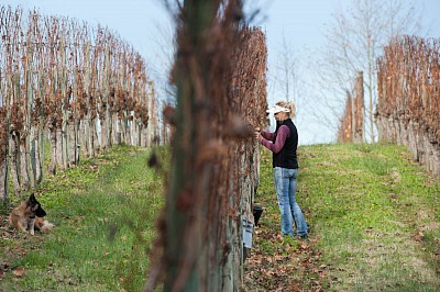 Vendanges au Domaine de Cabarrouy fin novembre 