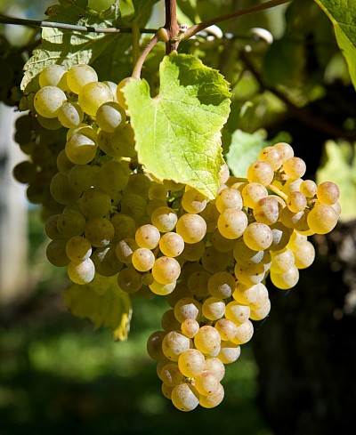 Grappe de Gros Manseng