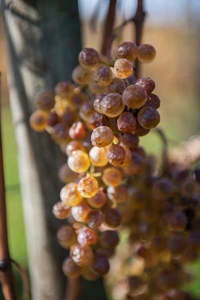 Grappe de Petit Manseng passerillée