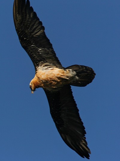 Le gypaète barbu dans les Pyrénées, photo © Eric Delgado