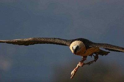 Le gypaète barbu dans les Pyrénées, photo © Eric Delgado