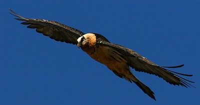  Le gypaète barbu dans les Pyrénées, photo  © Eric Delgado