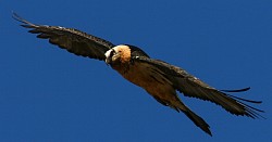 Le Gypaète Barbu - l'emblème du Domaine de Cabarrouy / photo © Eric Delgado