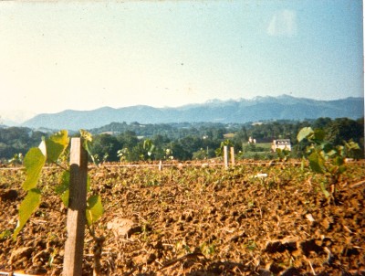 Plantation de la vigne en 1988 au Domaine de Cabarrouy photo © Domaine de Cabarrouy