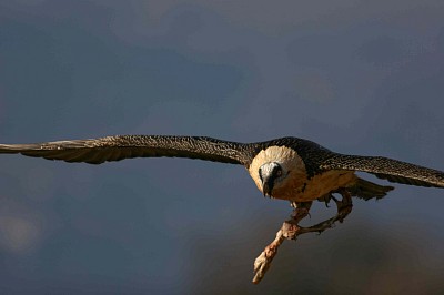 Le gypaète barbu dans les Pyrénées, photo © Eric Delgado