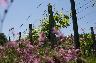 Les vignes du Domaine de Cabarrouy