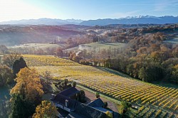 Les vignes du Domaine de Cabarrouy