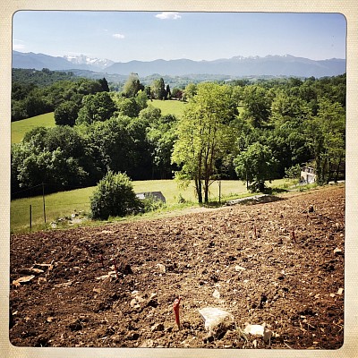 Plantation en 2019 de Courbu noir et Manseng noir