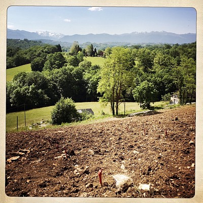 Juin 2019 Manseng Noir et Courbu Noir fraichement plantés