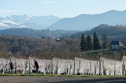 Vendanges en décembre au Domaine de Cabarrouy