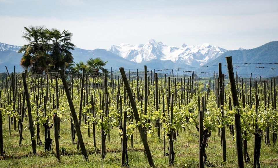 Un terroir unique entre palmiers et montagnes : le Domaine de Cabarrouy