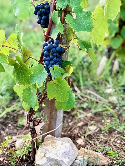 Courbu Noir au Clos Jolibert en 2022