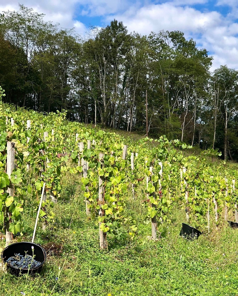 Vendanges à Clos Jolibert en septembre 2022