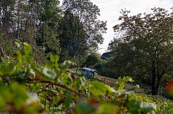 Vendanges à Clos Jolivert