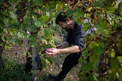 Vendanges Manseng Noir Clos Jolibert