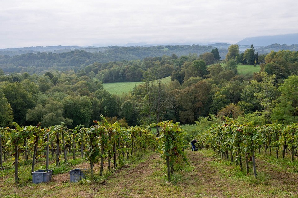 Vendanges en famille à Clos Jolibert