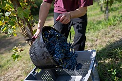 Vendanges Manseng Noir