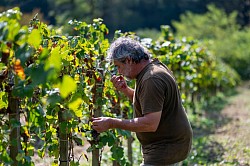 Vendanges Manseng noir et Courbu noir