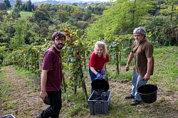 Vendanges Courbu noir et Manseng noir en famille à Clos Jolibert