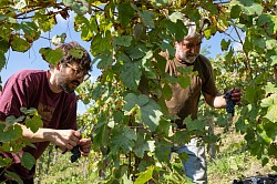 Vendanges Manseng Noir et Courbu noir à Clos Jolibert