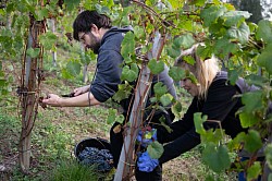 Vendanges Clos Jolibert