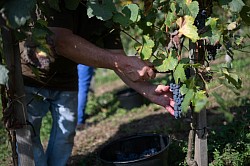 Manseng noir 30 septembre 2025 à Clos Jolibert